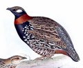 francolin_noir