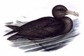 fulmar_geant