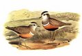 gravelot_guignard