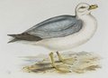 fulmar_boreal