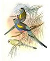 perruche_a_ailes_d_or
