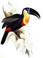 toucan_vitellin