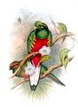 quetzal_antisien