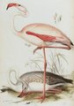 flamant_rose
