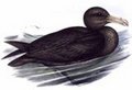 fulmar_geant_0p