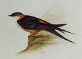 hirondelle_a_gorge_fauve