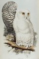 harfang_des_neiges
