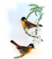 leiothrix_a_joues_argent