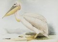 pelican_blanc