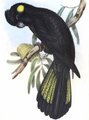 cacatoes_funebre