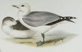 goeland_cendre
