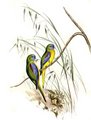 perruche_turquoisine