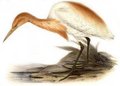 heron_garde-boeufs