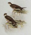hirondelle_isabelline