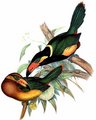 toucanet_de_reinwardt