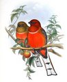 trogon_a_tete_rouge