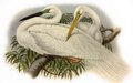 grande_aigrette