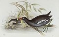 gallinule_poule-d_eau