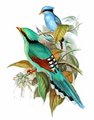 pirolle_verte
