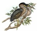 heron_strie