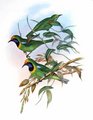 verdin_a_front_d_or