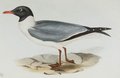mouette_atricille