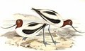 avocette_d_australie