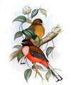 trogon_des_philippines