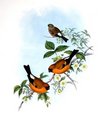 bouvreuil_orange