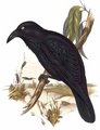 corbeau_d_australie