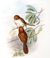 paradoxornis_a_tete_rousse