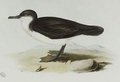 puffin_d_audubon