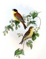 bruant_melanocephale