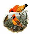 jardinier_du_prince_d_orange
