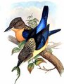 martin-chasseur_paillete