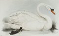 cygne_tubercule