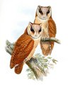 phodile_calong