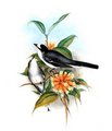 minivet_cendre
