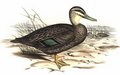 canard_a_sourcils