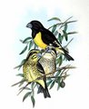 gros-bec_a_ailes_tachetees