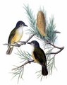 pitohui_chatain