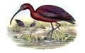 ibis_falcinelle_1g