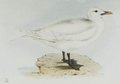 mouette_blanche