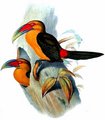 toucan_de_baillon