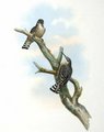 grimpereau_tachete