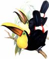 toucan_tocard