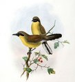 garrulaxe_a_gorge_jaune