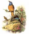 monticole_de_roche_1g