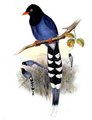 pirolle_de_taiwan