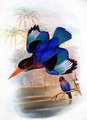 martin-chasseur_de_java
